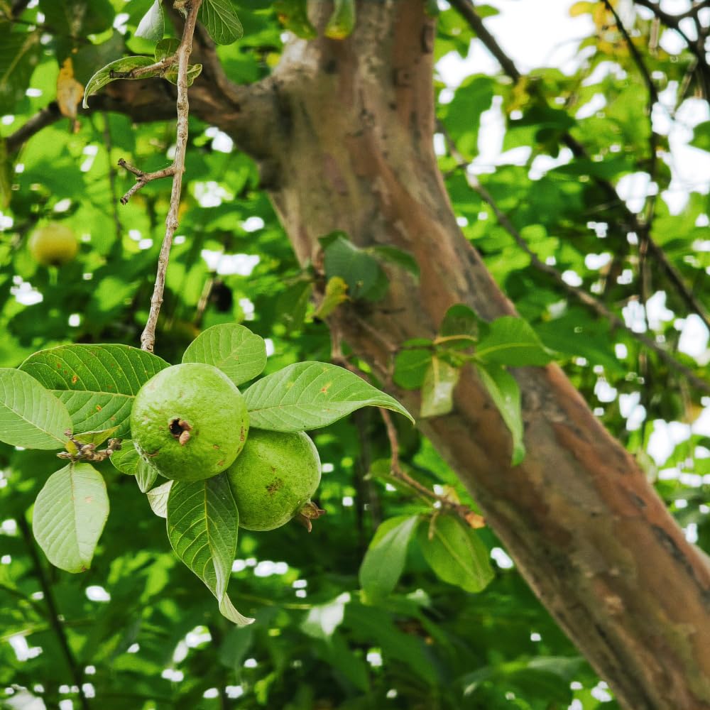 Pink Guava Tree Live Plant, 4-6 Inch Tall Guava Plant, Easy-to-Grow, Hardy, Sweet Tropical Fruit Tree for Garden & Outdoor Spaces, Ready to Grow
