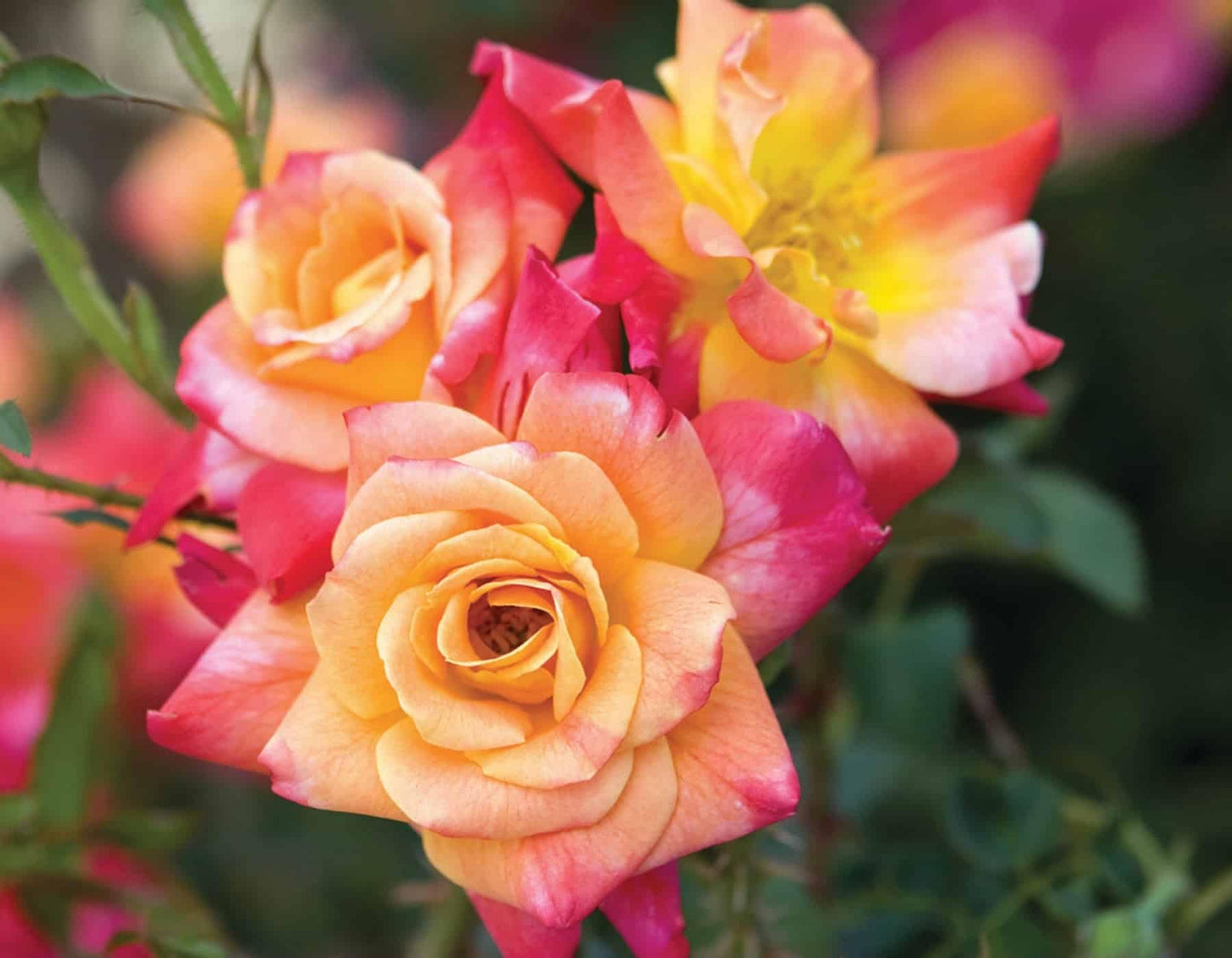 Joseph's Coat Climbing Rose - Live Plant - (1 QT)