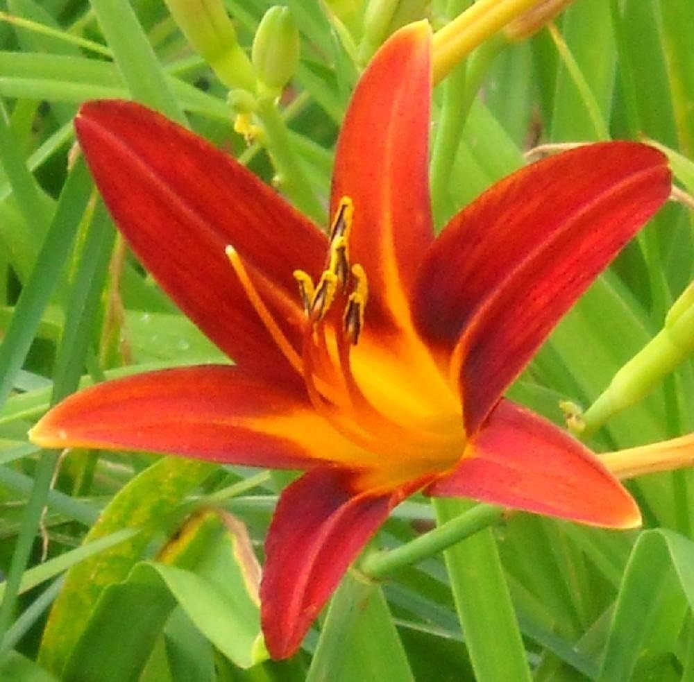 Ming Toy Daylily | 1 Live 4 Inch Pot | Hemerocallis Plants | Beautiful Low Maintenance Blooming Groundcover