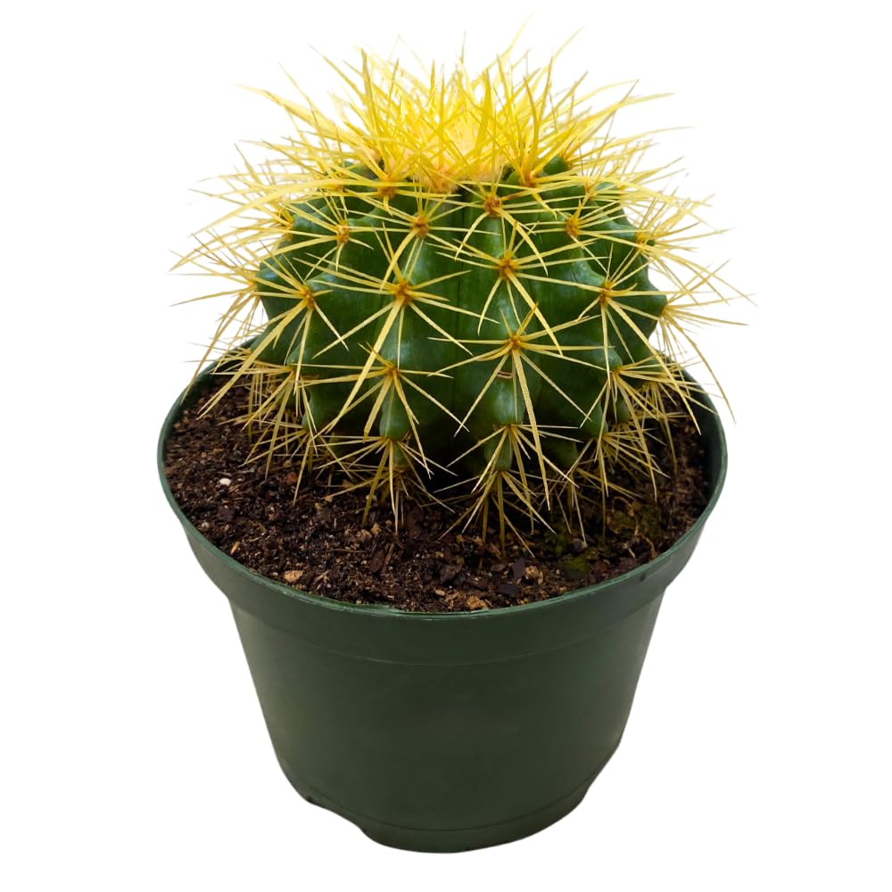 BubbleBlooms Golden Barrel Cactus in a 6 inch Pot Echinocactus Grusonii, Gold Ball Cacti