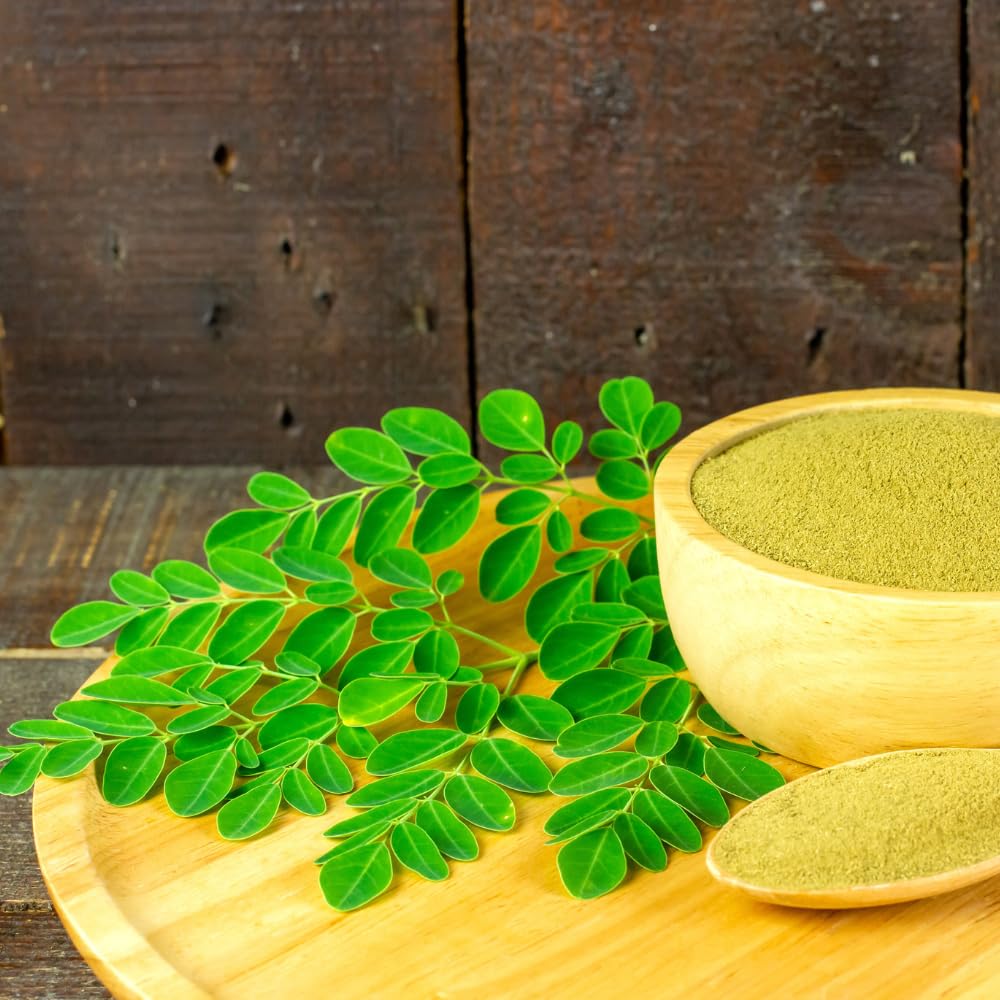 Moringa Tree Plant, 5 to 7 Inc, Live Moringa Plant for Garden, 4 Inc Pot, Growing Outdoor