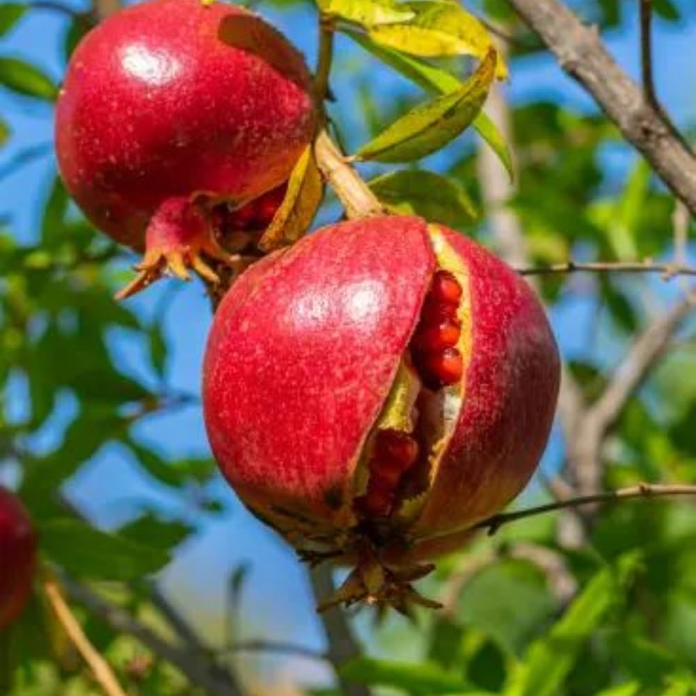 Pomegranate Plants Live for Planting 20-24 Inches Tall in Gallon Pot, Farfianka Pomegranate Live Tree, Easy-Care Landscape Tree for Home Gardens & Backyards, No Ship to CA,HI,AK