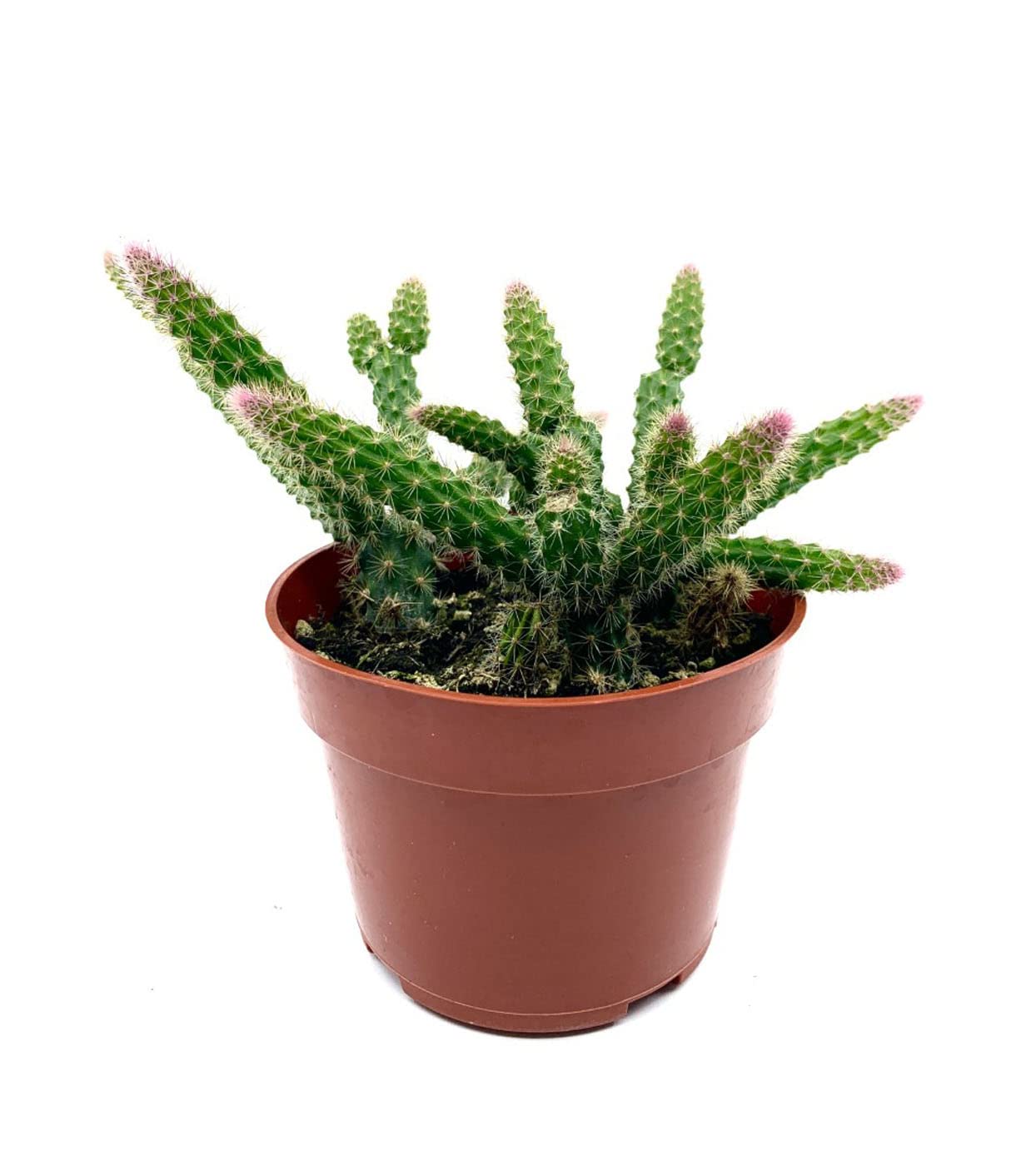 4" Rat Tail Cactus Rare Live Cactus Succulent Fully Rooted-Aporocactus Flagelliformis Live Plant. Easy to Grown Indoor/Outdoor.