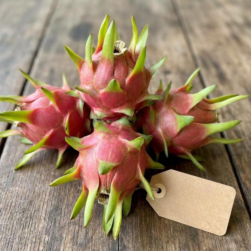 Set 3 Baby Dragon Fruit Plants Live, Sweet Dragon Fruit Plant, Yellow Fruits Tree Starter 3-7 Inches Tall, Tropical Plant for Indoor Outdoor