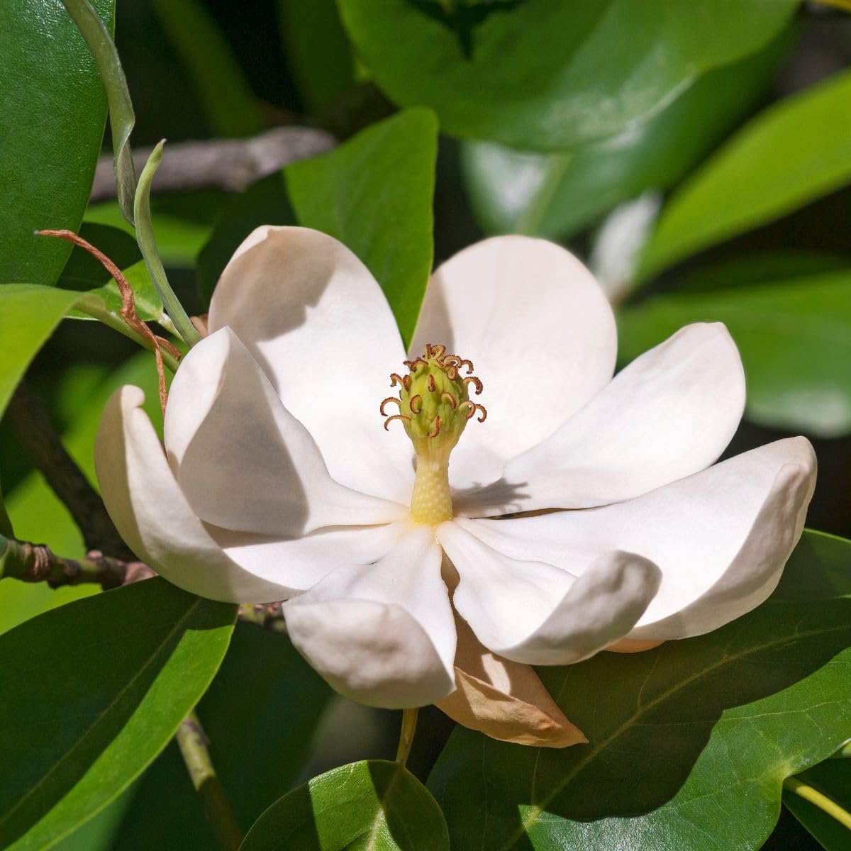 Sweetbay Magnolia Tree, 1 Gallon Potted, Fragrant White Flowers – Ideal for Small Gardens | Arbor Day Foundation (Due to Agricultural Laws, Unavailable to CA or AZ)