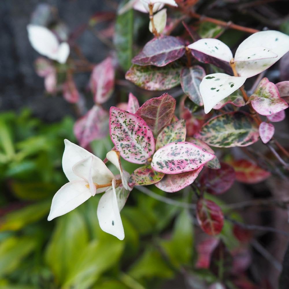 Brighter Blooms - Snow-N-Summer Asiatic Jasmine Shrub, 1 Gallon - Live Plant - No Shipping to AK, AZ, HI