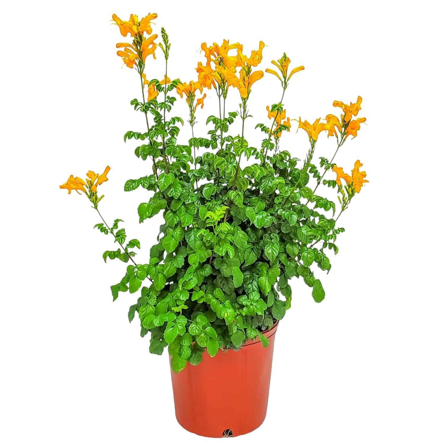 Cape Honeysuckle Bush - Orange - Overall Height 24" to 30" - Tropical Plants of Florida (Plant Only)