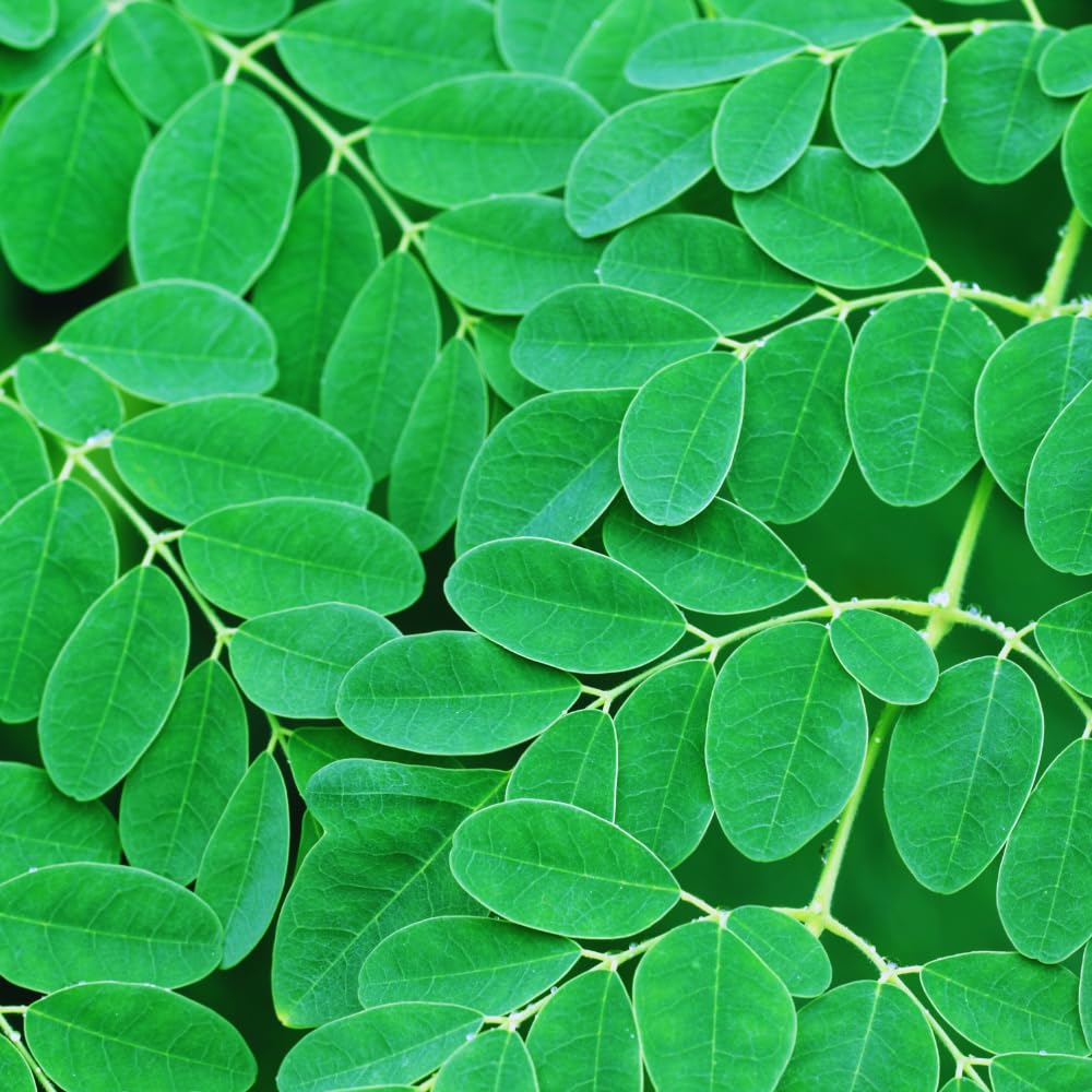 Moringa Tree Plant, 5 to 7 Inc, Live Moringa Plant for Garden, 4 Inc Pot, Growing Outdoor