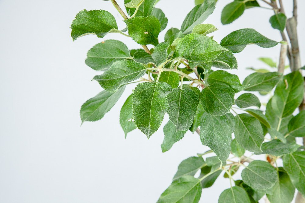 Fuji Apple Tree - Size: 3-4 ft, Live Plant, Includes Special Blend Fertilizer & Planting Guide