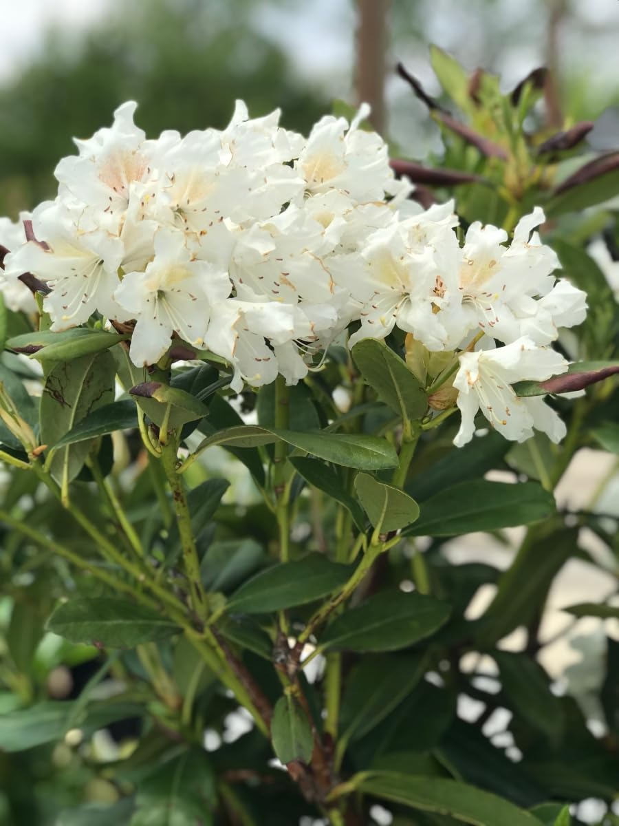 GARDENS ALIVE! - Chinoides White Flowering Rhododendron Broadleaf Evergreen Starter Shrub, One Plant per Offer