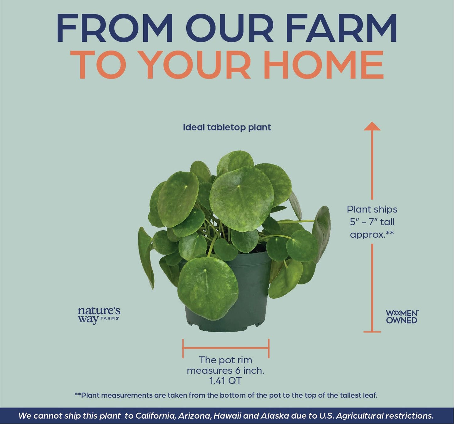 Nature's Way Farms Pilea Indoor Live Plant (6-10 in. Tall) in Grower Pot