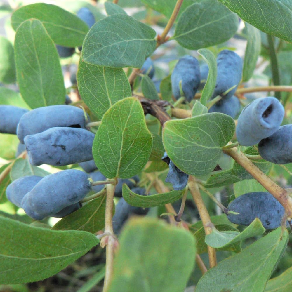 Set 2 Haskap Plants, Live Honeyberry Plant, 4-6" Tall Blue Haskap Berry Plant for Outdoor Garden Planting