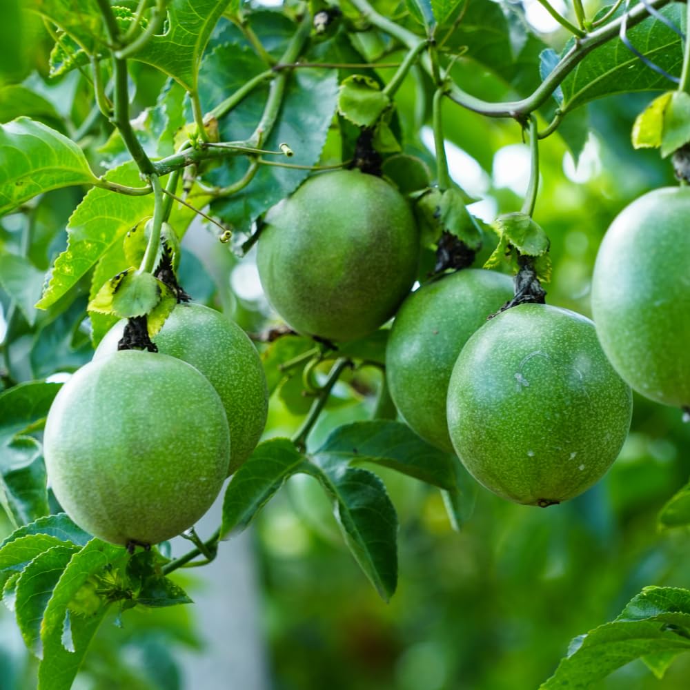 Passion Fruit Plant Live, Fragrant Passion Fruit Tree Live Plant, Edible Fruit Bearing Vine, Perennial Tropical Plant for Outdoor Gardening, 4-6 Inches Tall (Purple Passion Fruit)