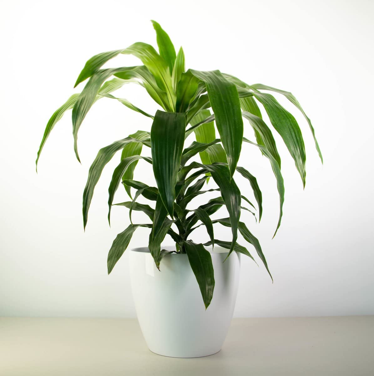 Dracaena Janet Craig - Live Plant in a 6 Inch Pot - Dracaena Deremensis 'Janet Craig' - Florist Quality Beautiful Low Light Indoor Houseplant