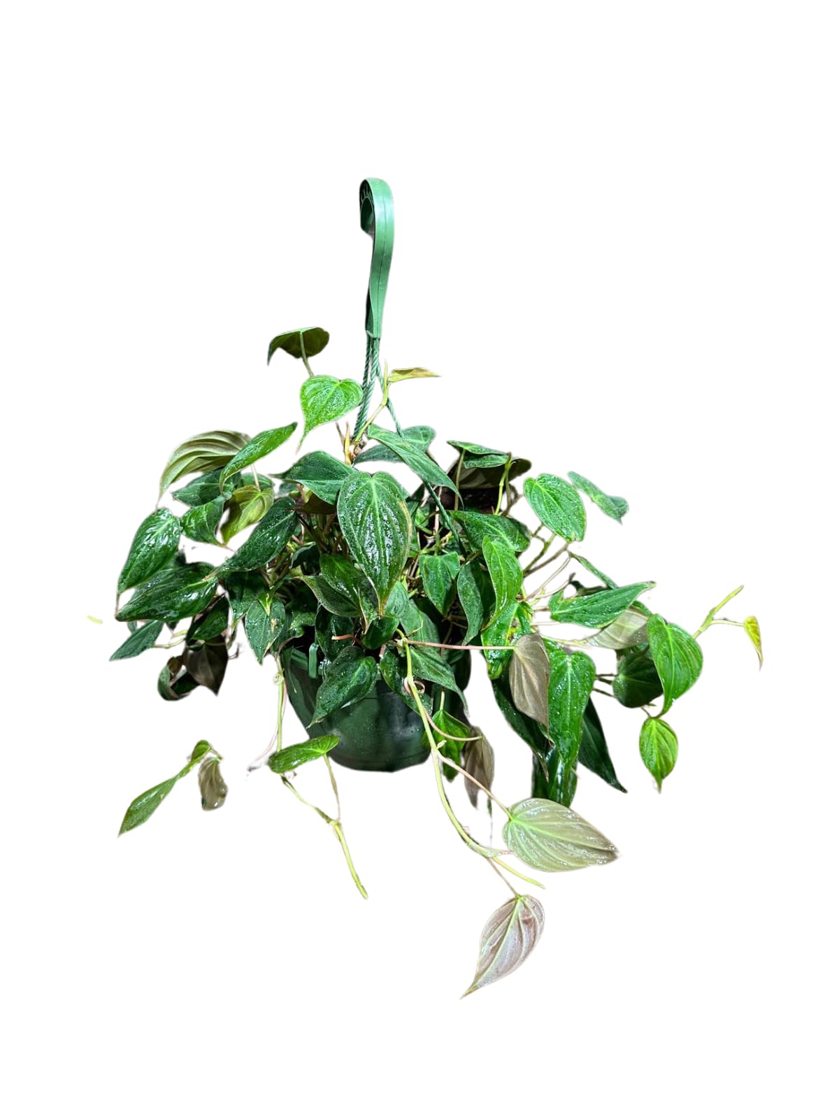 Philodendron Micans Hederaceum Trailing Vine Plant in a 8" Hanging Basket, Live Houseplant, Air Purifier, Easy Care Tropical Plant