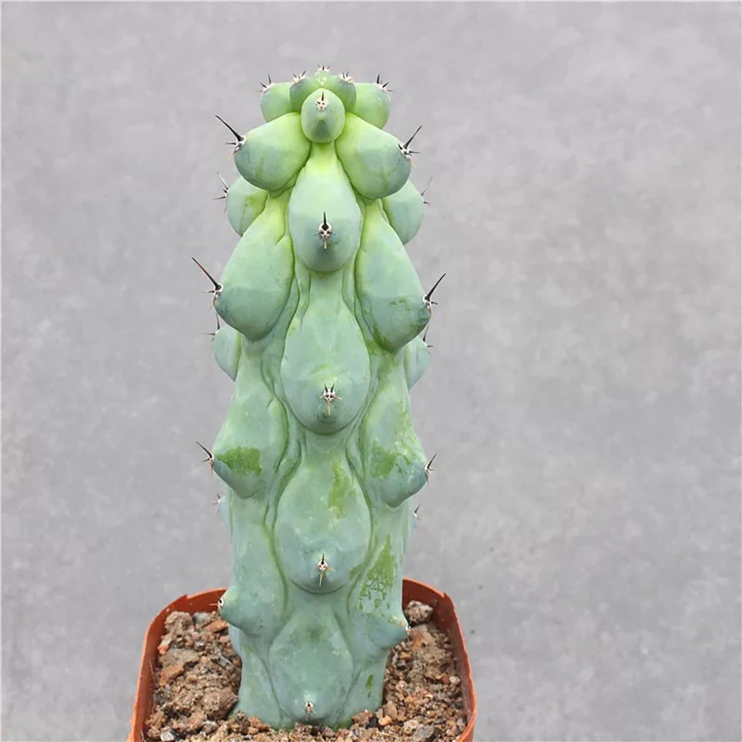 Boobie Cactus Live Plant - Myrtillocactus Geometrizans Fukurokuryuzinboku - 5-6 Inch Height, Unique Succulent Cactus for Indoor and Outdoor Home and Garden Decor, Low Maintenance and Drought-Tolerant