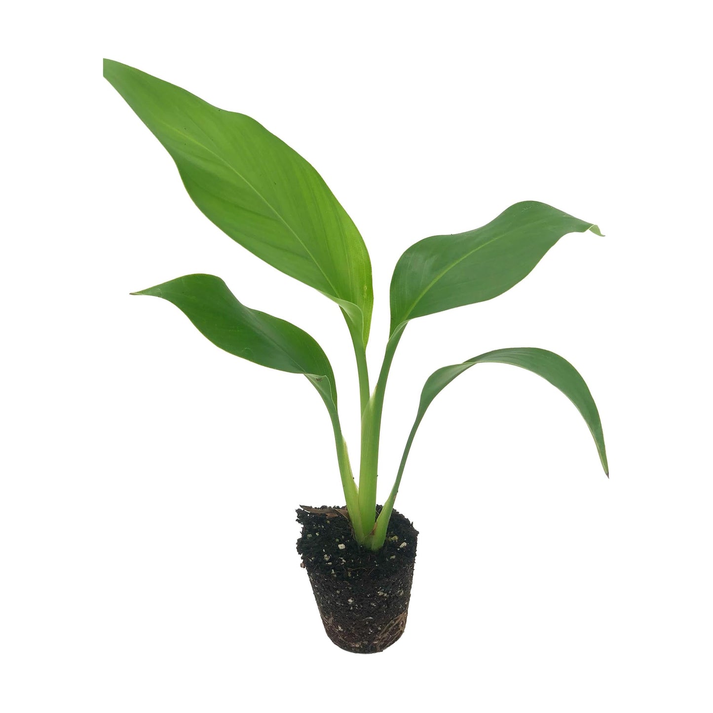 Live White Birds of Paradise Plant - 'White Birds of Paradise' Strelitzia nicolai - ragnaroc Tropical Plant 6-10” Tall - 1ct - Live Arrival Guaranteed - House Plants for Home Decor & Gift
