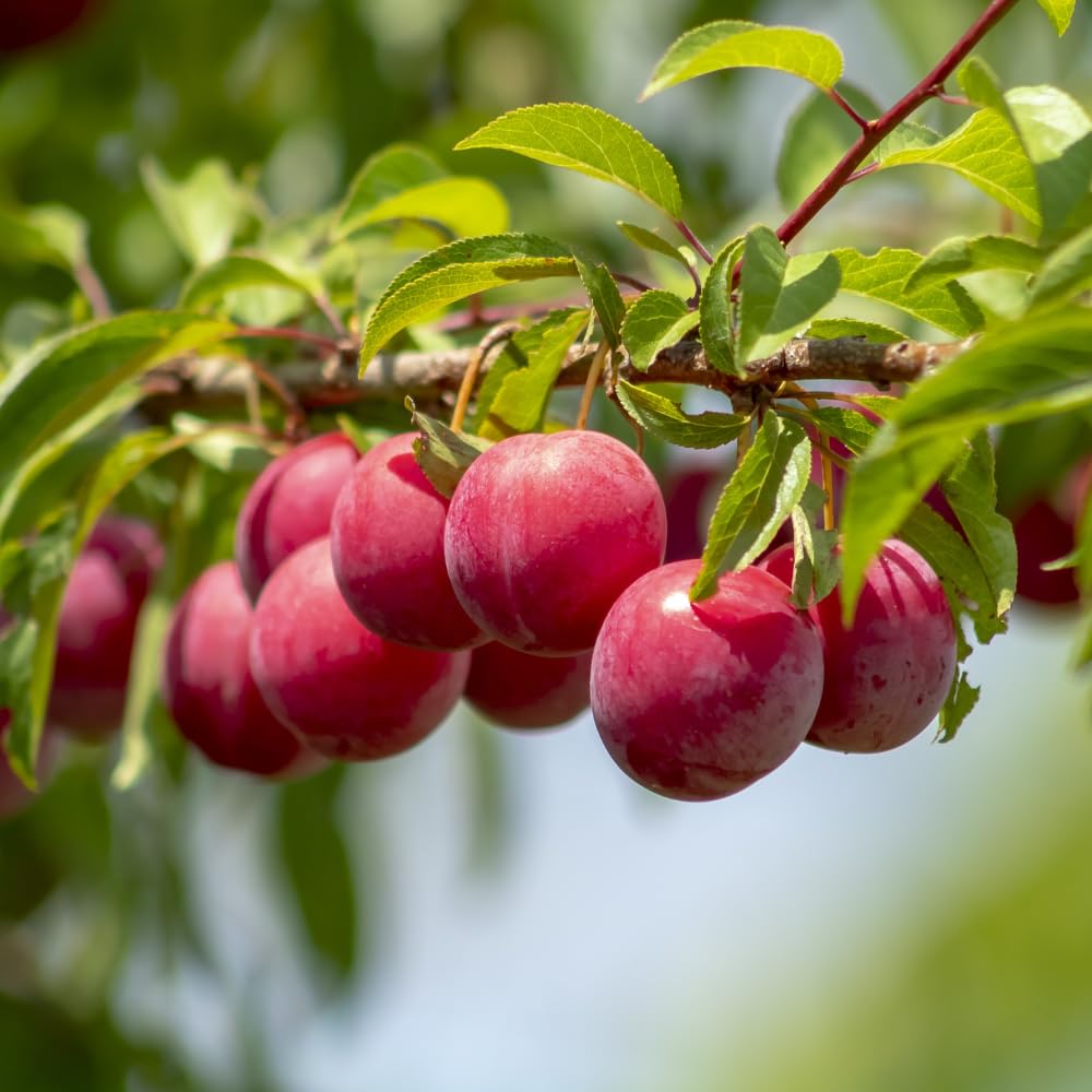 Santa Rosa Plum Trees Live Plants, Live Plum Tree in 3 Gal Pot, Large Plant from 3 Feet Tall, Sweet and Juice Fruit for Outdoor Gardening, No Ship to CA