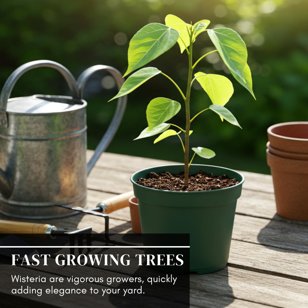 Purple Wisteria Seedlings for Planting - Live Tree Seedling to Grow - Wisteria sinensis - No Ship to California (1 Wisteria Plant)