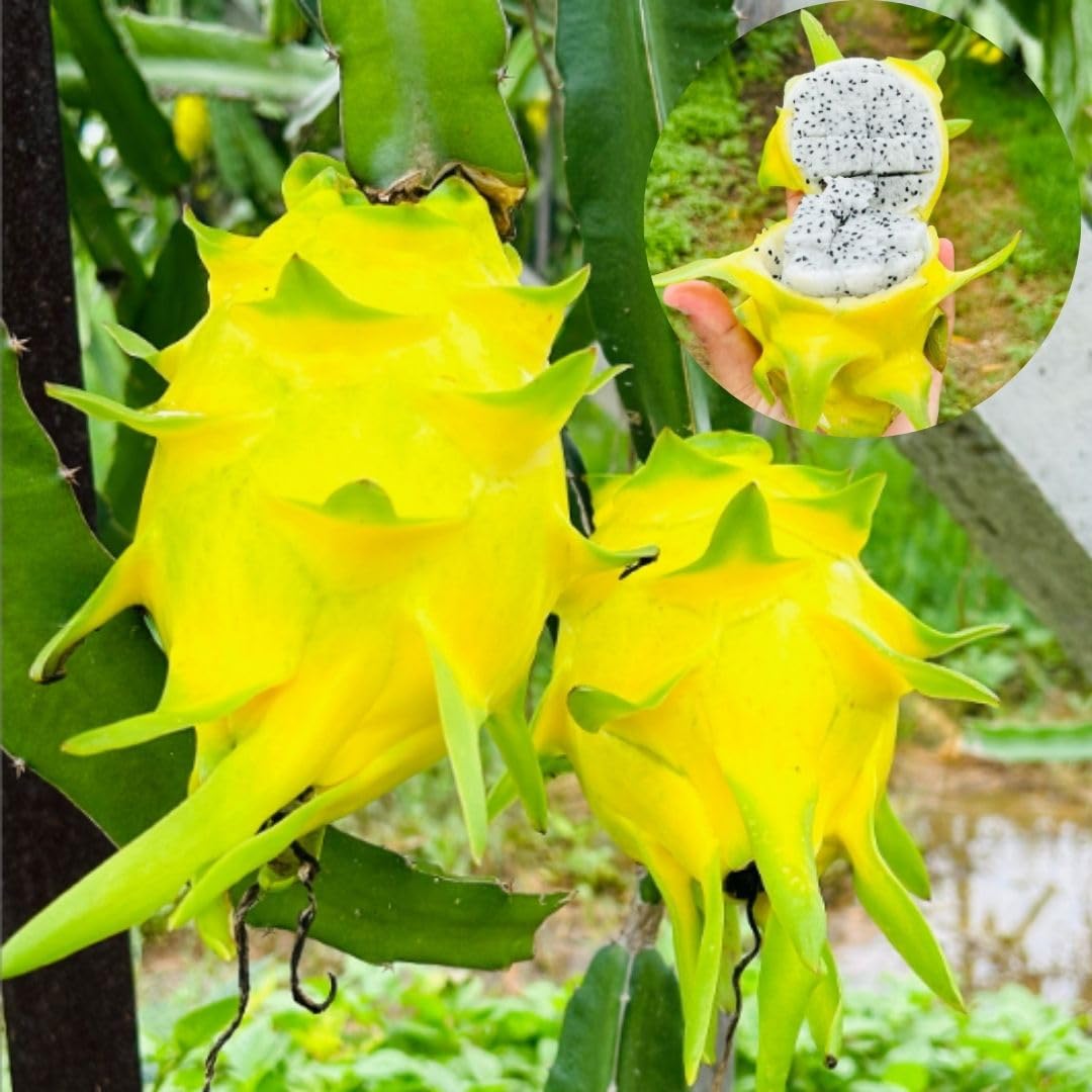 Sweet Yellow Dragon Fruit Plant 1 Gallon, Tropical Dragon Fruit Plant Live for Planting Outdoor Home Gardening