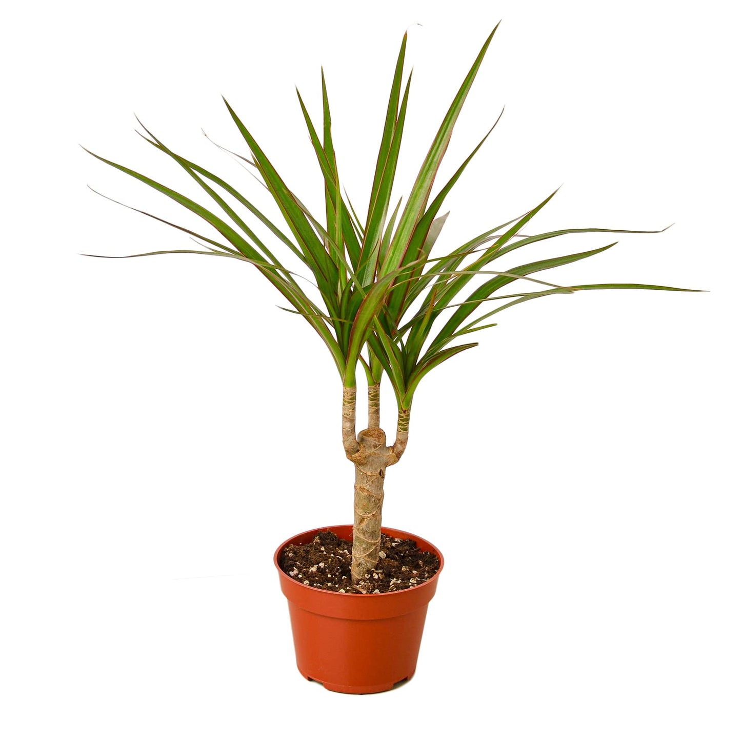 House Plant Shop | Dracaena 'Marginata Cane' - 4" Pot | Live Indoor Plant | Easy to Care | Natural Décor Plant | Great Gifts| Free Care Guide