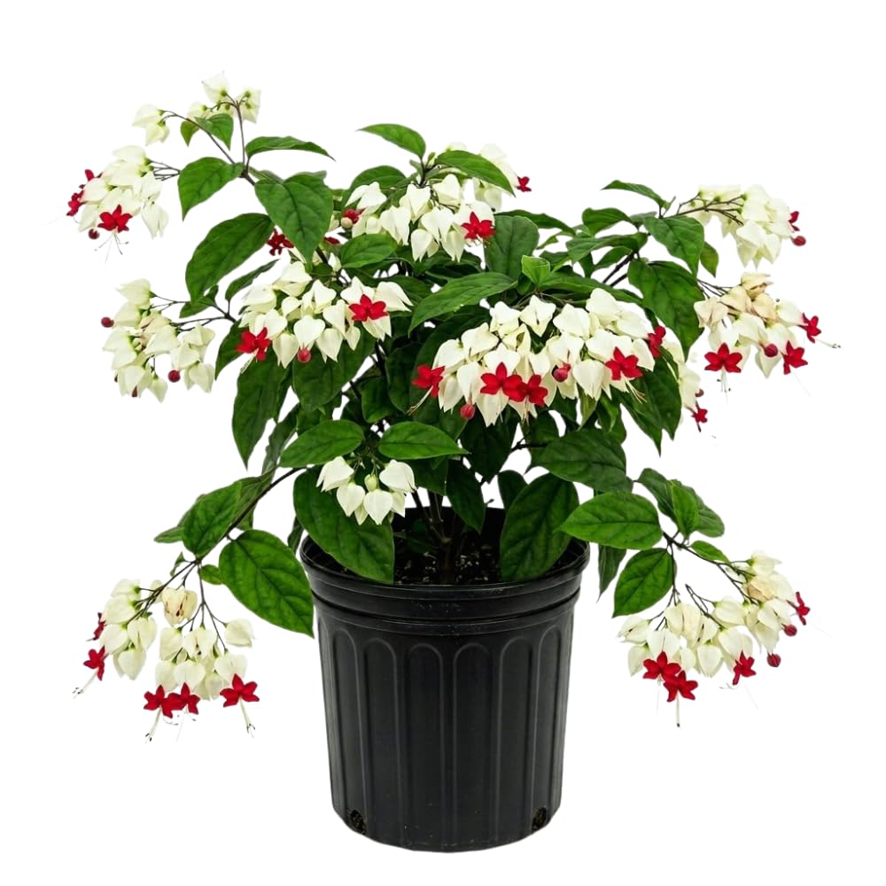Bleeding Heart Plant Live | 3 to 4 Inch Tall | Clerodendrum Houseplant with White Blossoms, Ready for Plant Outdoor Garden or Patios, Pot Not Included