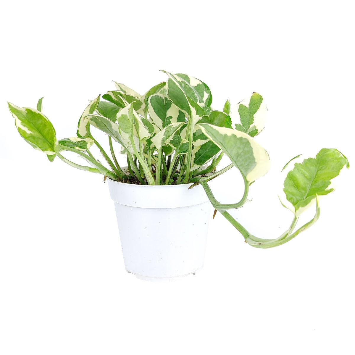 Pothos N'joy (4 inch) - Air-Purifying Houseplants - 4/6 inch Unique Live Decorative Houseplants - Low-Maintenance Indoor Plants, House Warming Gift, Natural Air Purifier