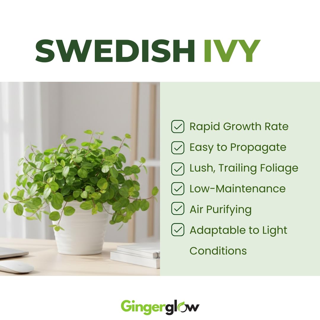 2 Swedish Ivy Plants Live House Plants | 2 Plant Per 3.25 Inch Pot | Trailing Indoor Plant for Home Decor, Shelves & Hanging Displays