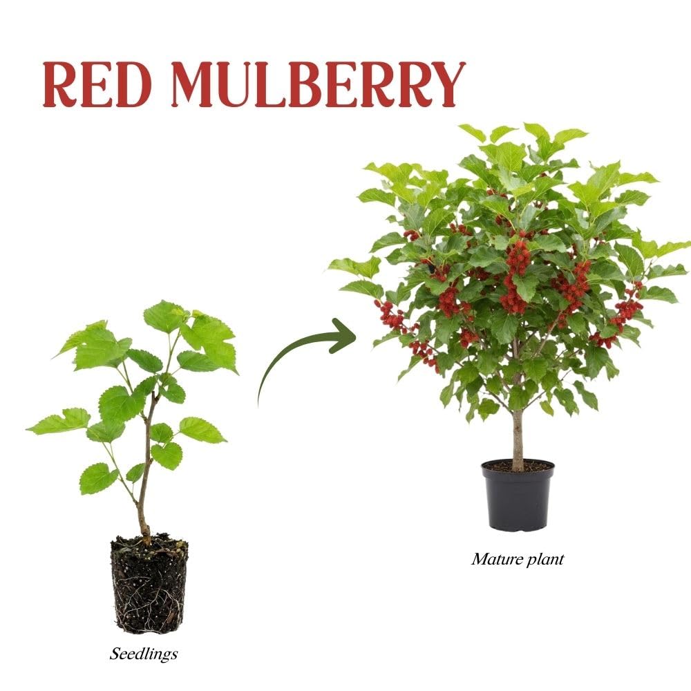 Red Mulberry Fruit Plant Live 6-8 Inches Tall, Sweet Mulberry Live Plant for Planting Outdoor Garden