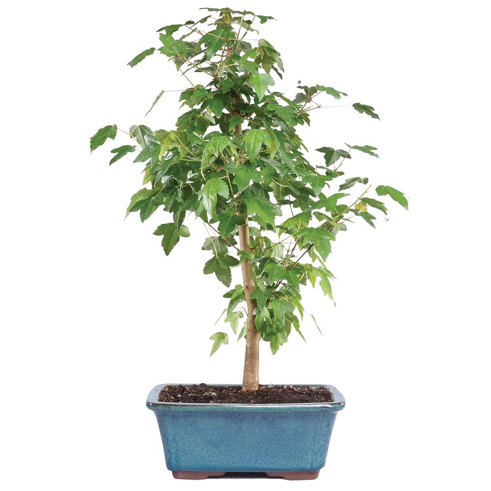 Brussel's Bonsai - Live Trident Maple Bonsai Tree in Decorative Container, Outdoor Bonsai Tree Live Plant, 5 Years Old, 8-12 Inches Tall, Easy Care Bonsai for Patio Garden (Medium)