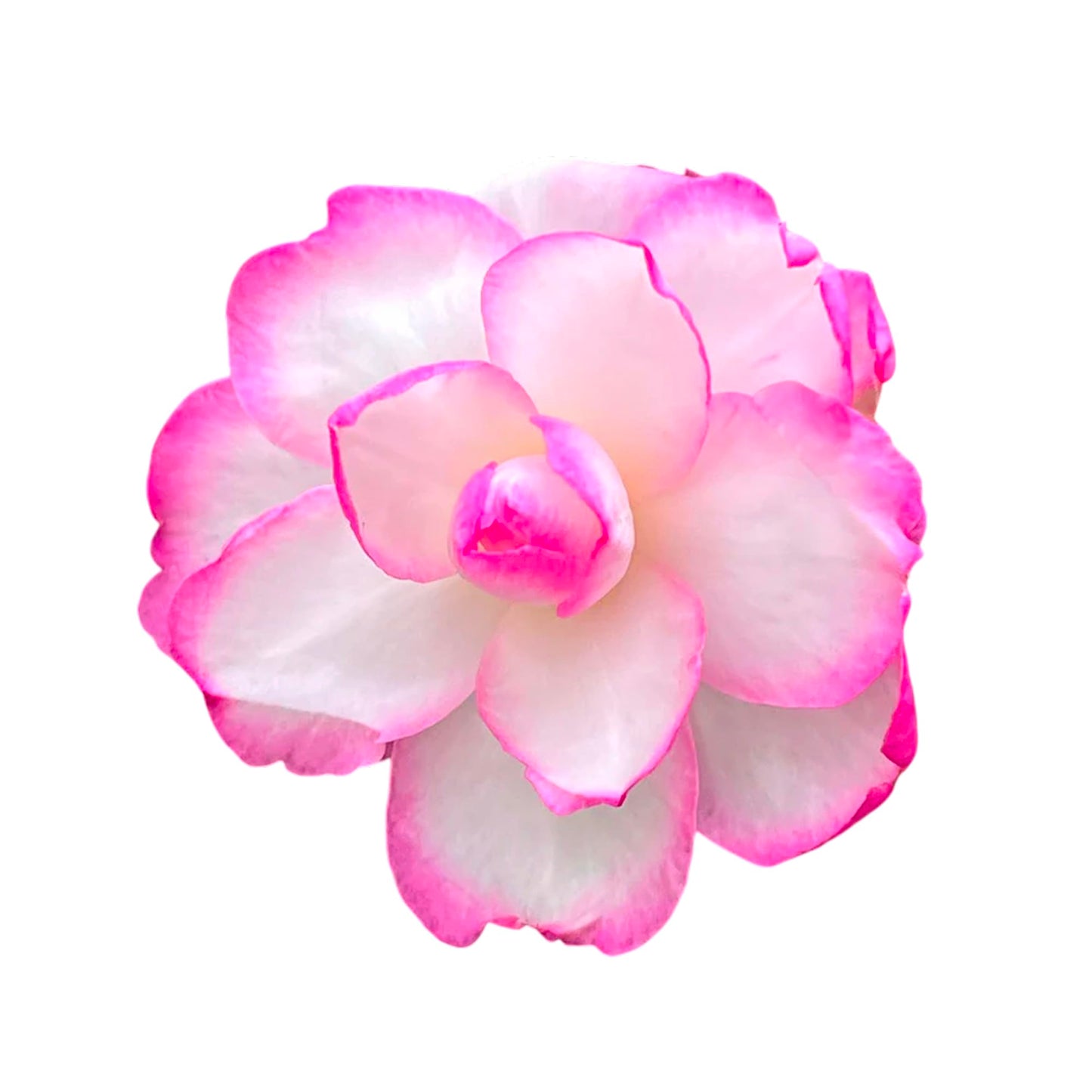 Bob’s Supreme Camellia – Evergreen Flowering Shrub with Large Red Blooms, Hardy Garden Plant for Borders, Containers & Landscapes (3 Gallon/Potted/Set of Two)