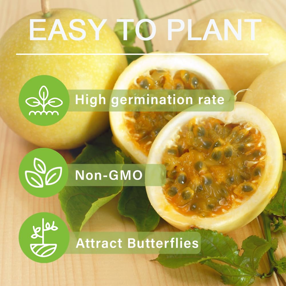 15+ Seed Passion Fruit Seeds for Planting Outdoor-Non-GMO Heirloom Sweet Rare Yellow Passion Fruit Plant in Your Home Garden