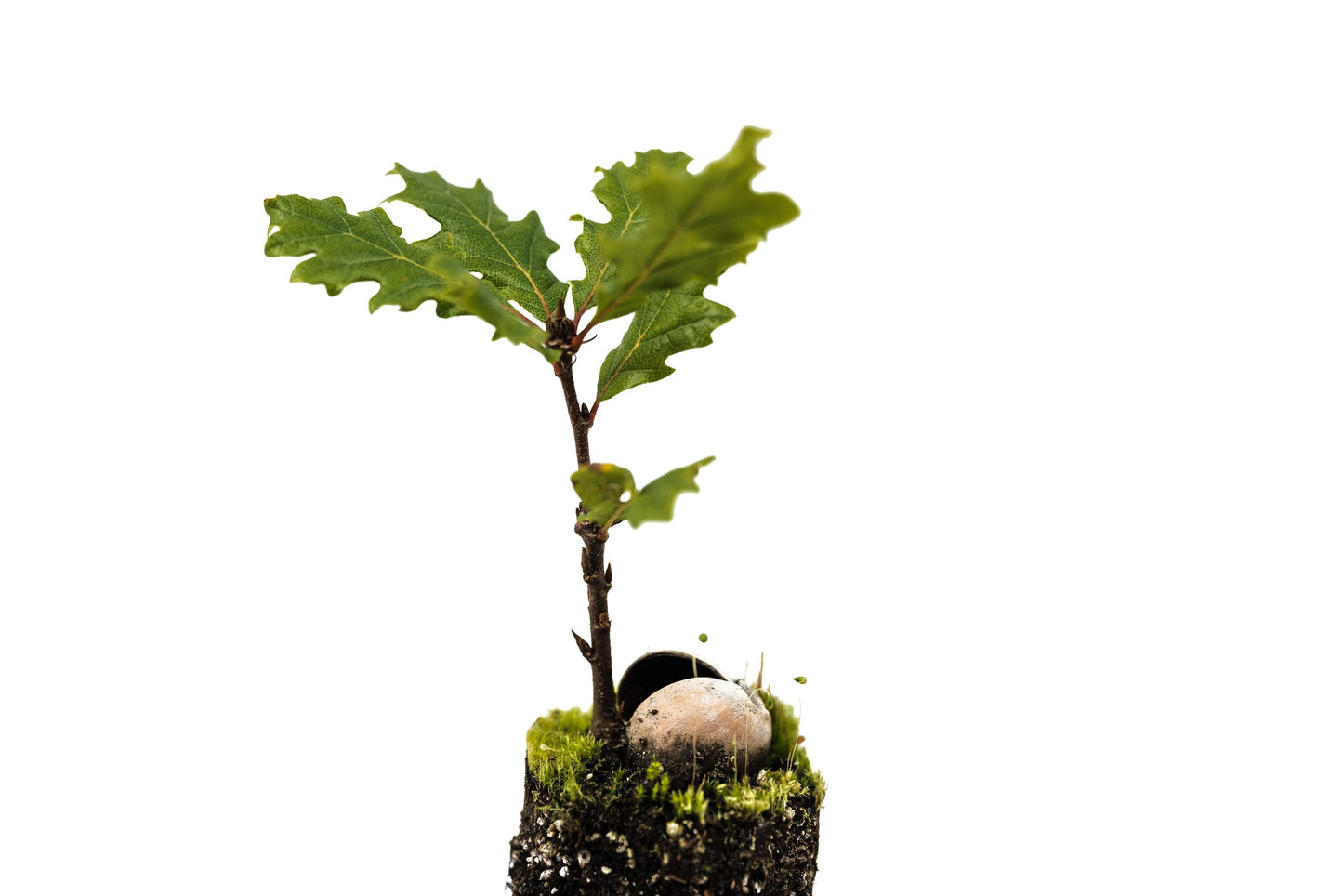 Oregon White Oak | Medium Tree Seedling | The Jonsteen Company