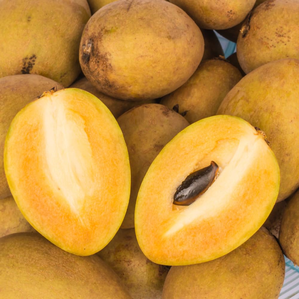 Sapodilla Tree, 3 Gallon Pot, 2 to 3 Ft Tall Sapodilla Fruit Plant for Planting Outdoors, No Ship to CA