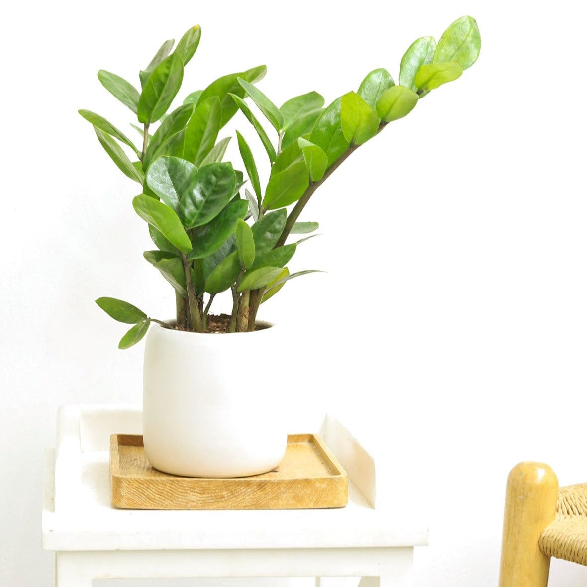 ZZ Plant (6 inch) - Lucky Houseplants - 4/6 inch Unique Live Decorative Houseplants - Easy to Care Indoor Plants, Perfect for Office, Home & Feng Shui Decor