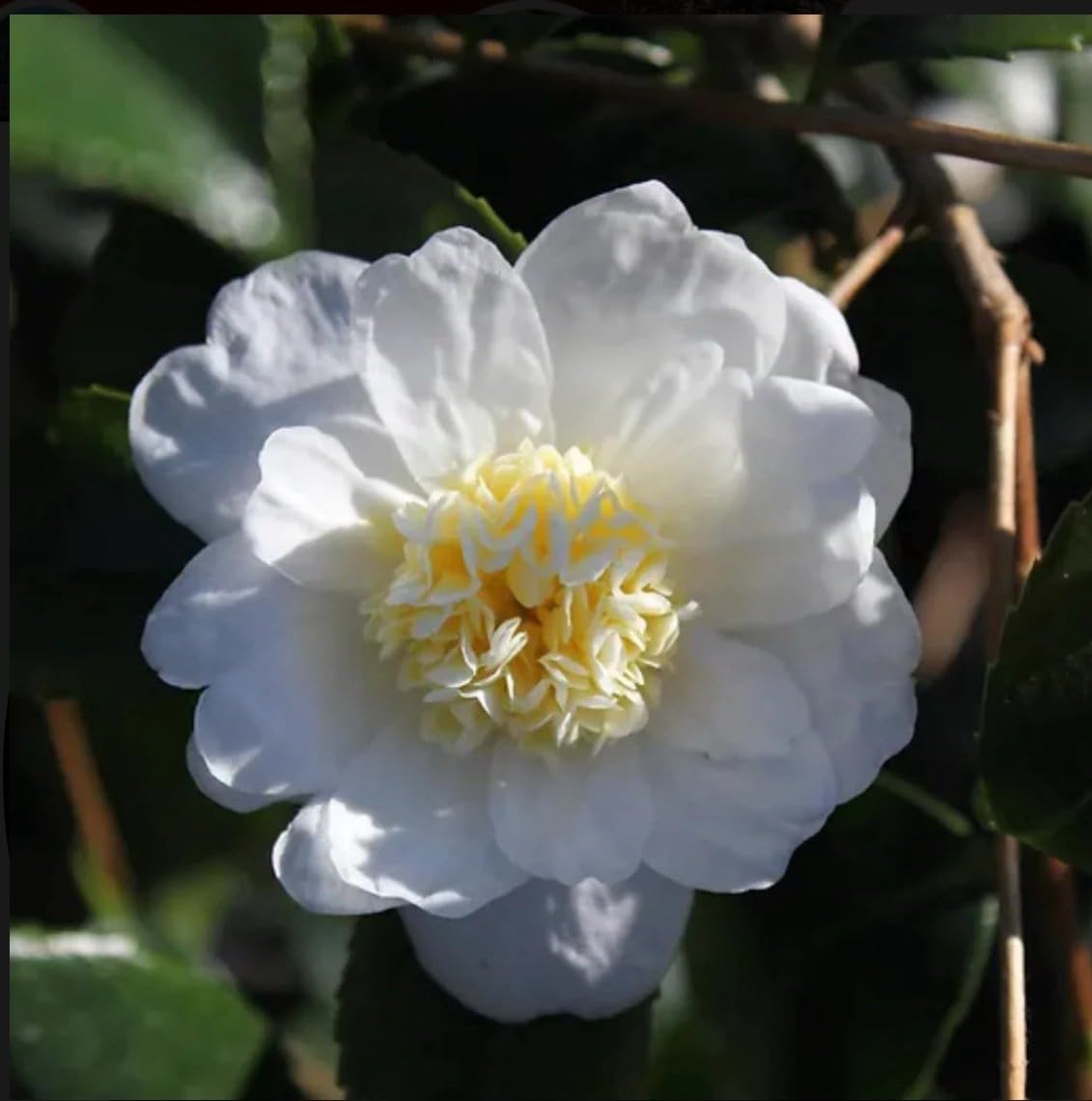 Live Plant - Winter’S Snowmancamellia Japonica-Live Starter Plant