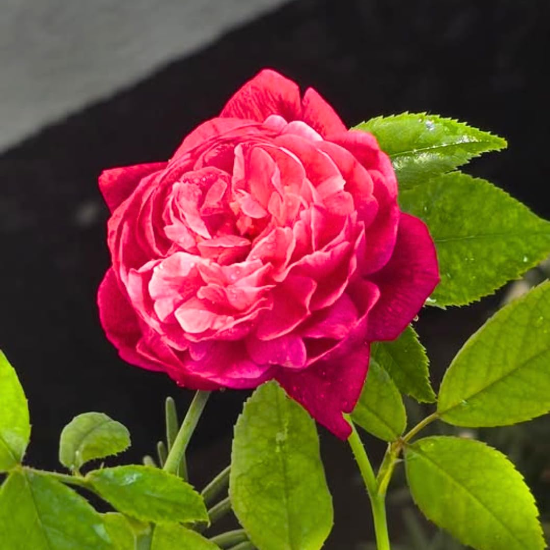 Fragrant Climbing Rose Live Plant, Well Rooted 5-9" Tall, No Leaf, Indoor Outdoor Climber, Rose Bush, Hybrid Tea Rose Like (Deep Red Pink)