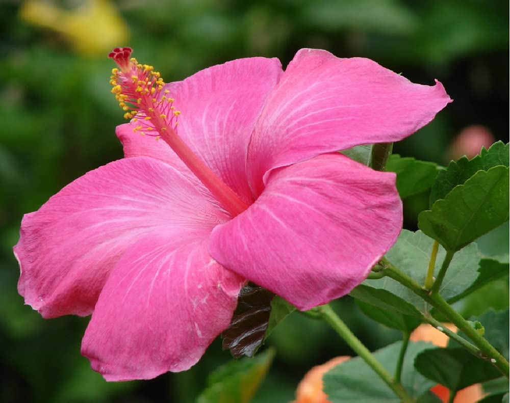 Hawaiian Pink Hibiscus Plant Cutting Live - Tropical Flowering Shrub 1-3 Inch, Easy Care Hardy Perennial 8-12 Feet, Big Island Grown Extended Bloom