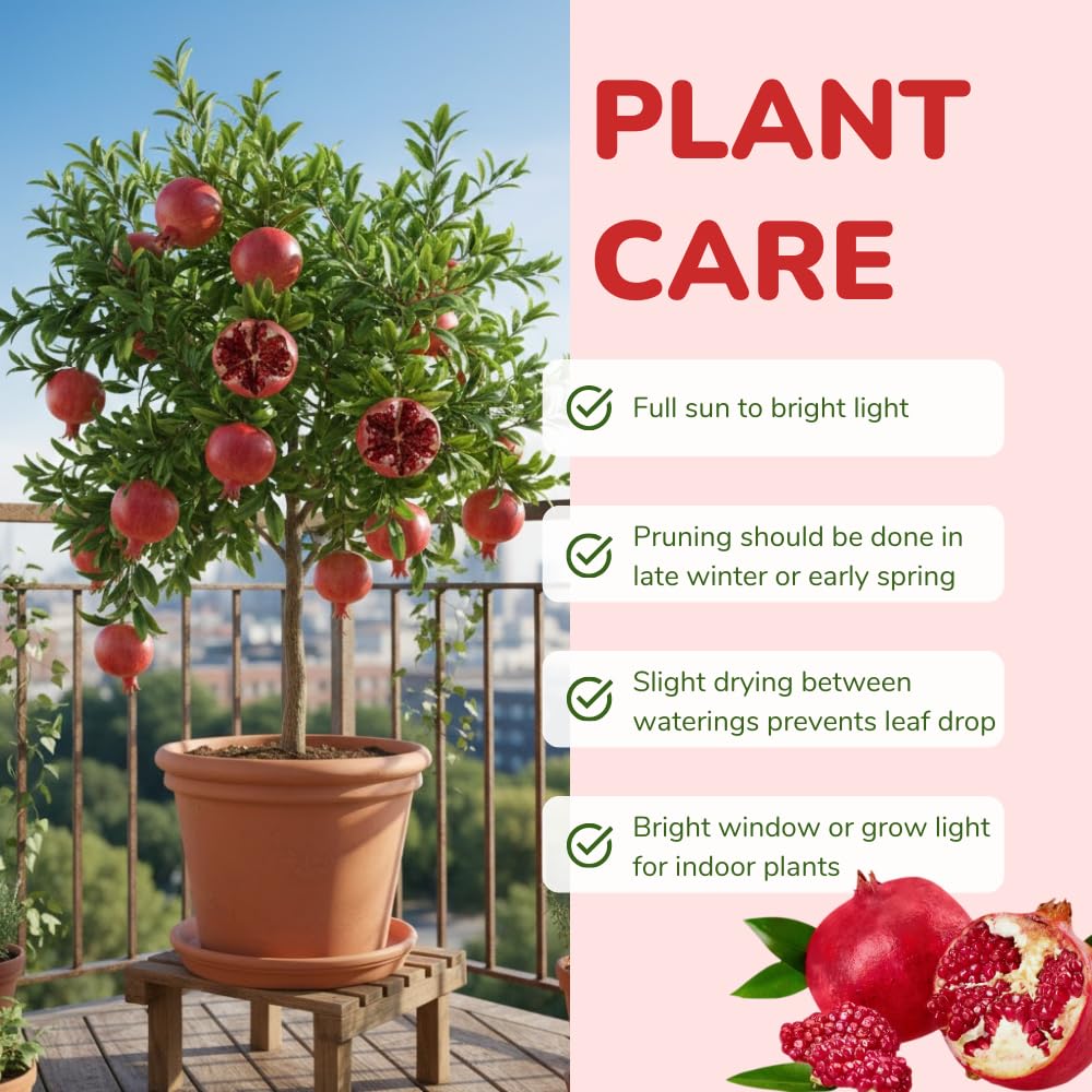 Pomegranate Tree Live Plant, Pomegranate Plant, Well Rooted 2 Feet Tall, Sweet Fruit Tree for Patio and Garden, No Ship to CA