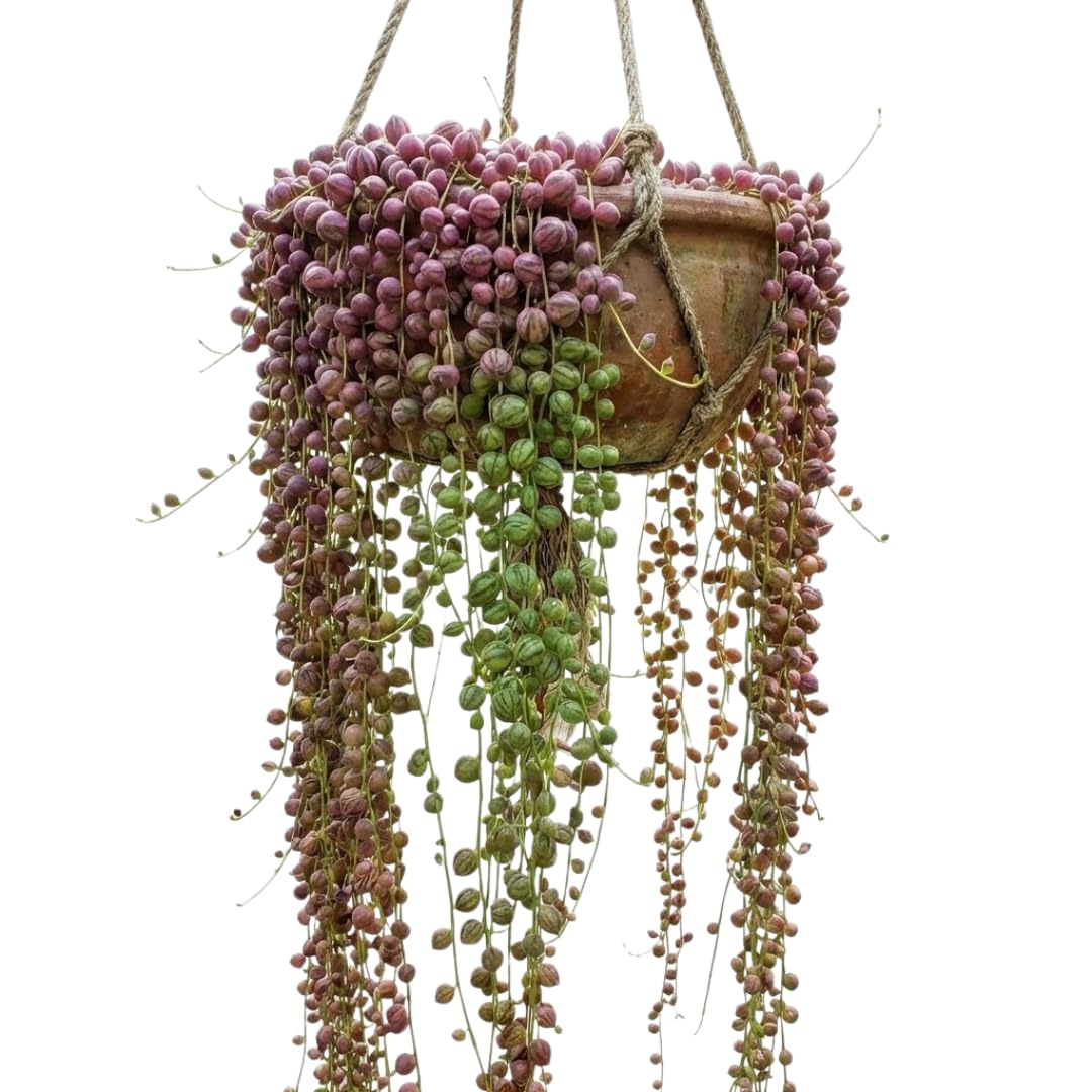 String of Watermelon Live Plants, Easy Indoor Trailing Succulent in 2.5" Pot, Hanging Succulent Houseplant Indoor Outdoor Planting