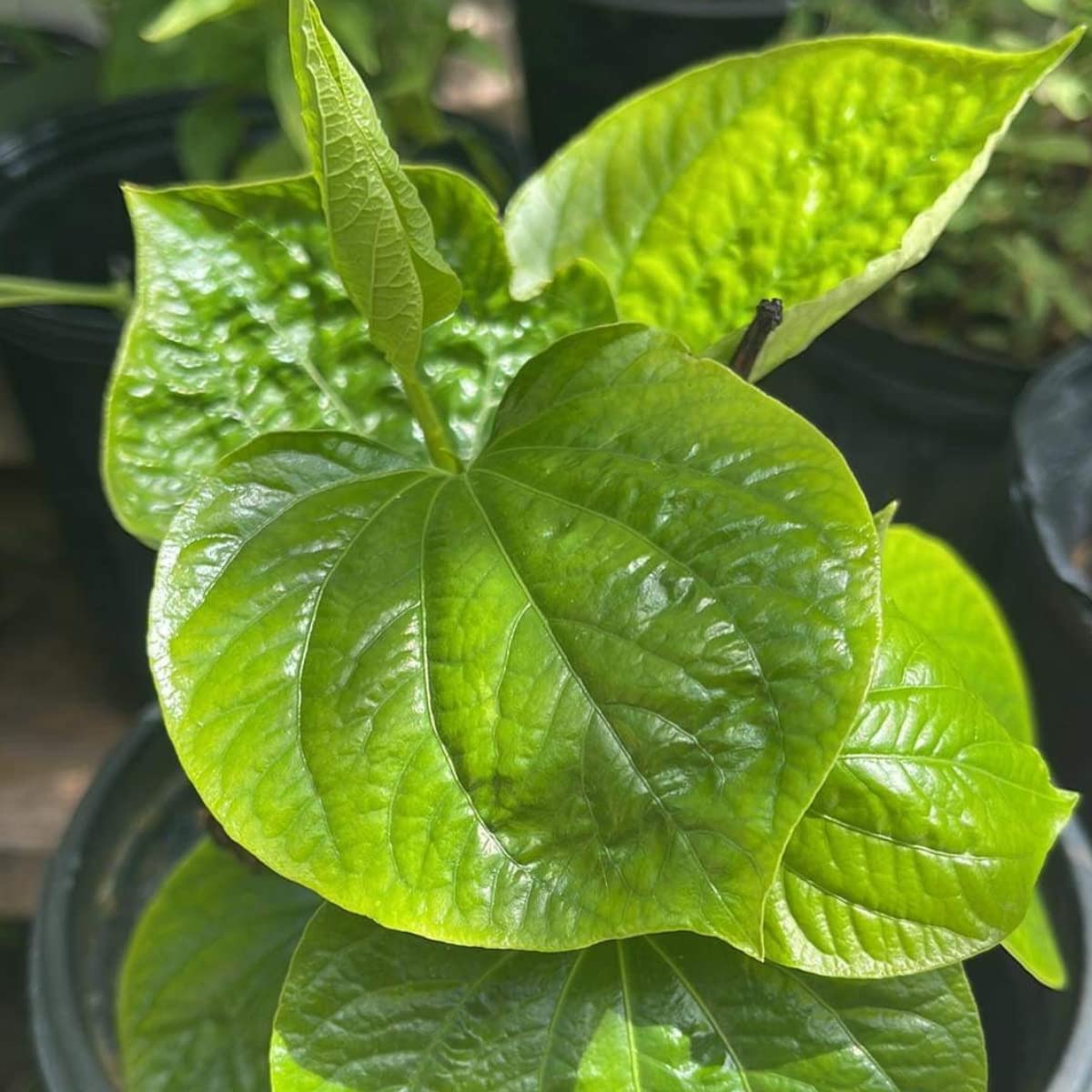 4" Pot Live Betel Leaf Plant, Piper sarmentosum, Piper Lolot-Organic, La Lot or Vietnamese Betel