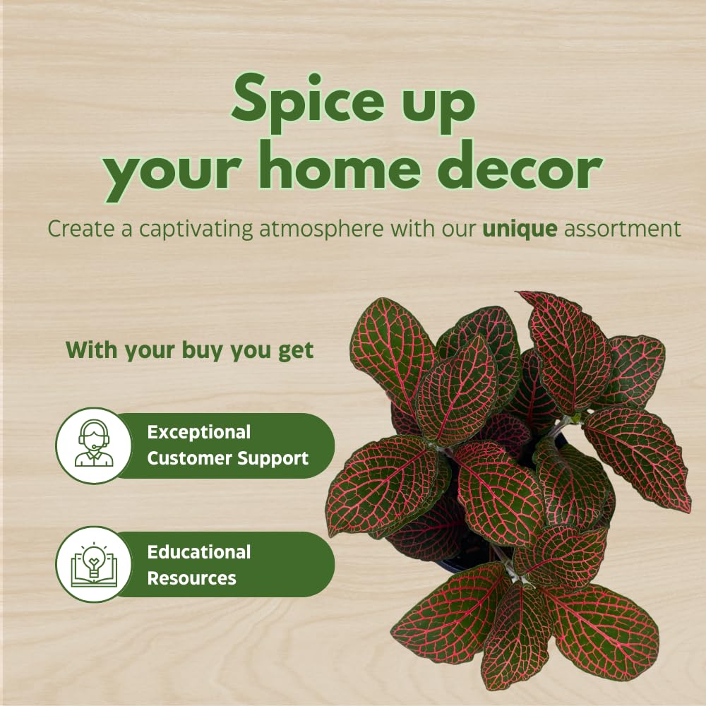 BubbleBlooms Fittonia Nerve Plant Assortment, 4 inch Set of 3, Red White and Pink, Mosaic Jewel Creeping Indoor Plant Albivenis