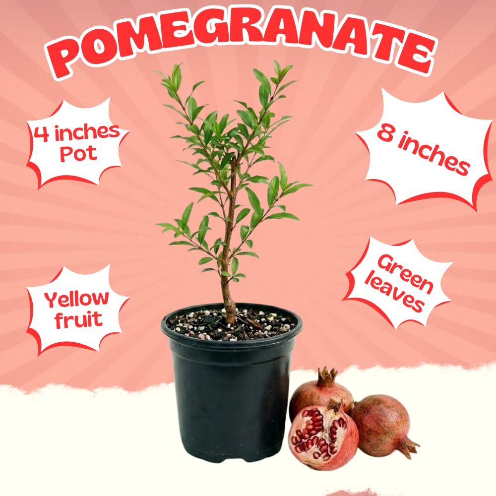 Pomegranate Tree Live Plant for Planting, 8–10” Tall in 4" Pot, Sweet Pomegranate Fruit Tree for Outdoor Growing