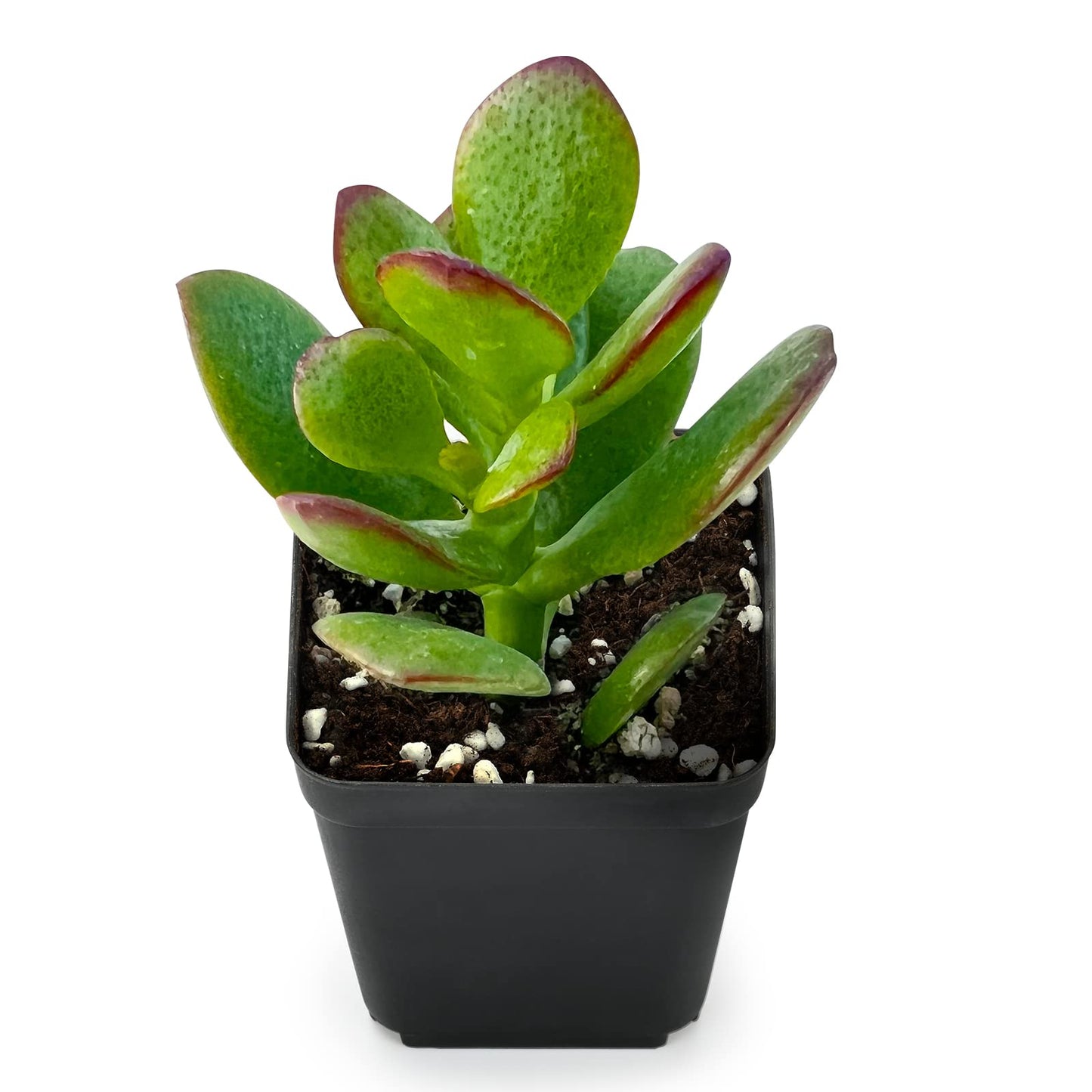 Sprout N Green Dwarf Jade - 2-3" Tall Crassula Ovata Crosby's Compact, Rare Cute Succulent Plant Fully Rooted in 2" Pot, Keep Away from Pets, Easy to Care