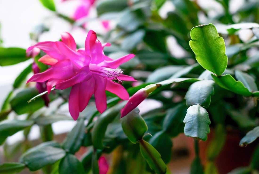 American Plant Exchange Live Christmas Cactus 3-Pack – 4-Inch Pot Cover – Easy Care Flowering Succulents with Festive Blooms for Holiday Home Décor, Kitchens, Offices & Indoor Winter Displays