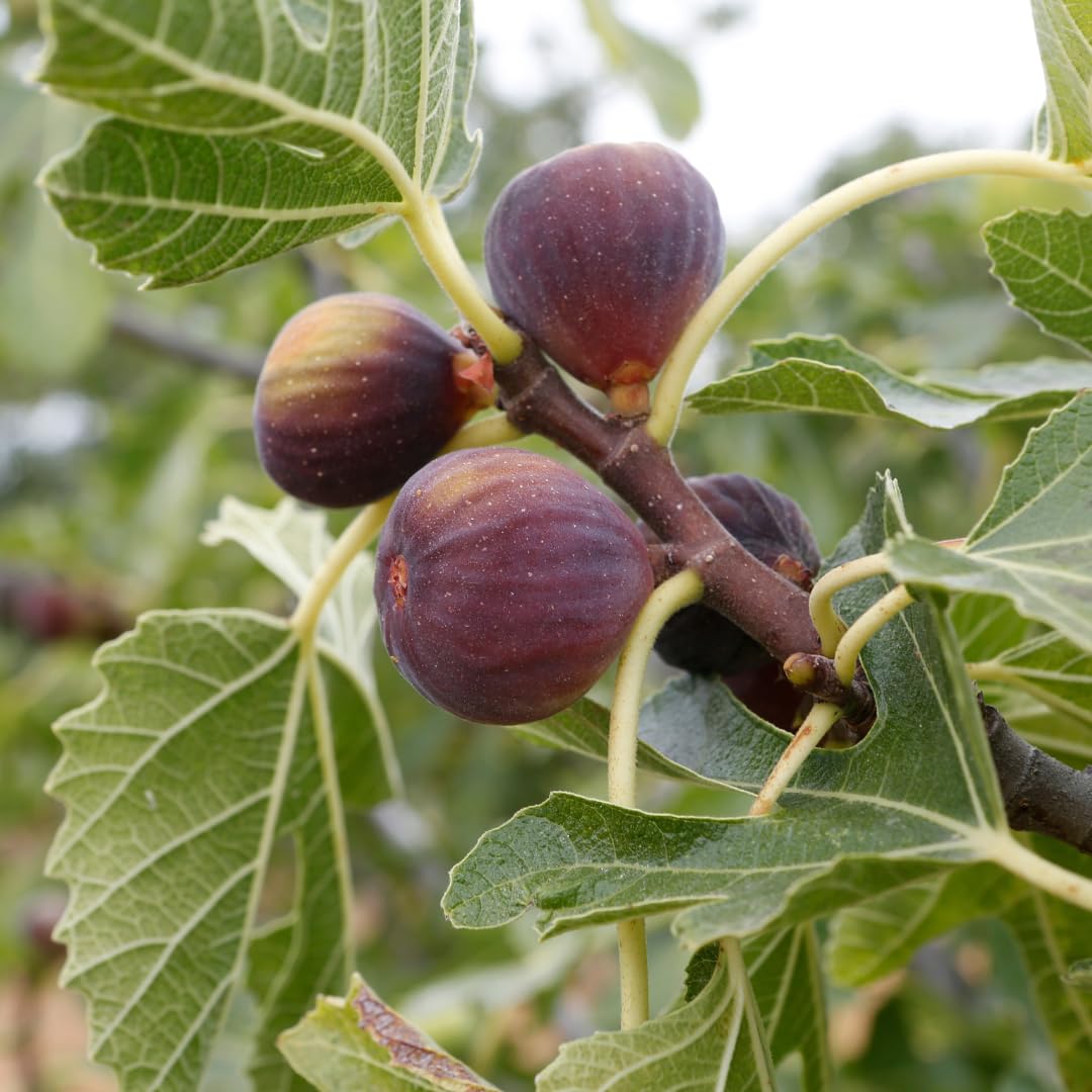 Fig Tree Live Plant, 1 Gallon Pot, Sweet Edible Fruit, Ready to Grow, Suitable for Gardens and Outdoor Planting, No Ship to CA (Black)