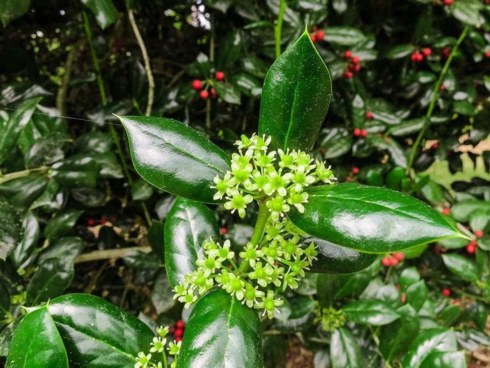 Dwarf Burford Holly | 1 Live Quart Size Plant | Ilex Burfordi Evergreen Hedge Red Berries Shrub Tree