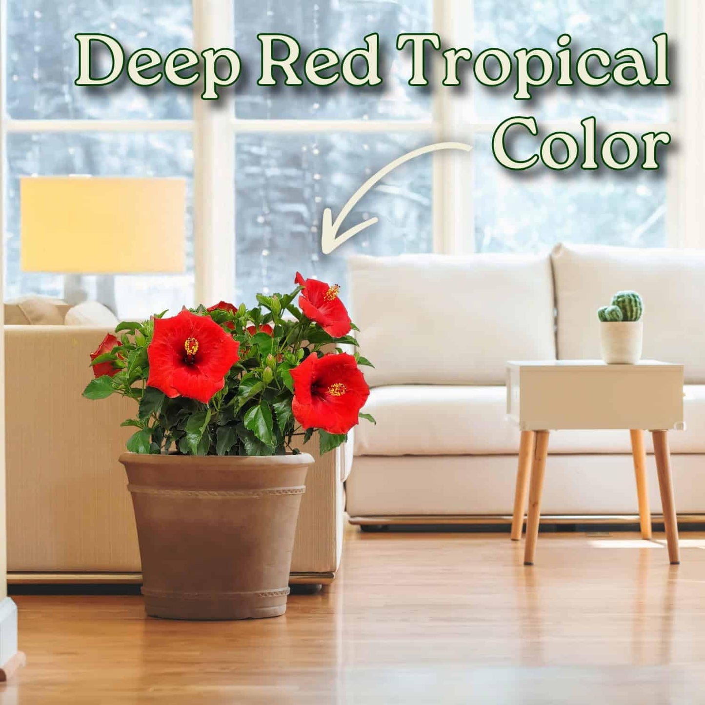 Yoder Red Hibiscus Bush - 22" to 26" Overall Height - Large Live Flowering Plant - Tropical Plants of Florida (Plant Only)