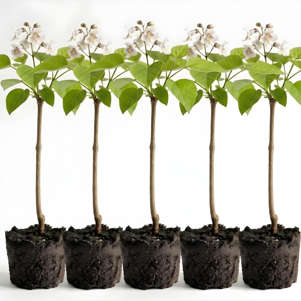 5 Catalpa Tree Plant Live – Catalpa Native Seedlings 1–2 Feet Tall | Easy to Grow Outdoor Trees for Backyard Shade & Wildlife Habitat | Dormant Plant