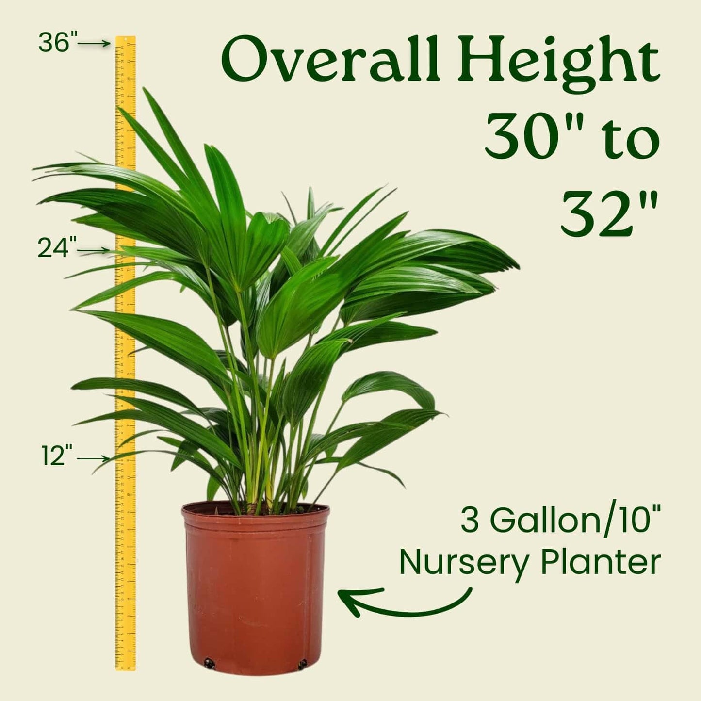 Fountain Palm Tree - Fan Palm - Overall Height 30" to 32" - Large Plant - Houseplant - Tropical Plants of Florida (Plant Only)